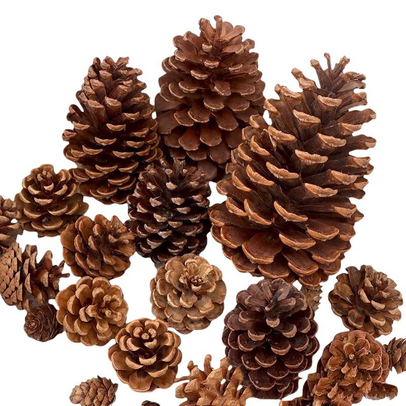 Naturalne suszone szyszki sosn – Dried Flower Bulk recenzja i cena